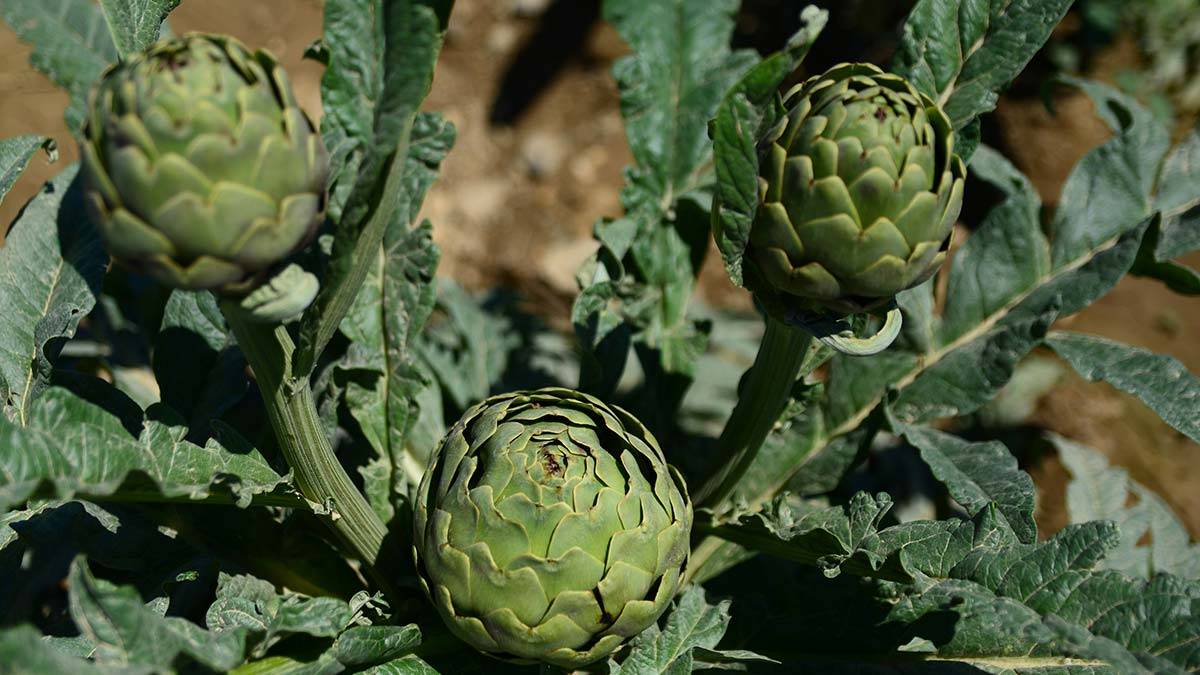 Coğrafi işaret tescilli enginar hasadı başladı