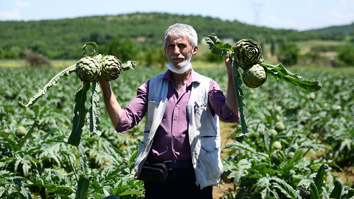 Bursa'nın Nilüfer ilçesine bağlı Hasanağa Mahallesi’nde yetiştirilen coğrafi işaret tescilli enginarın hasadına başlandı.