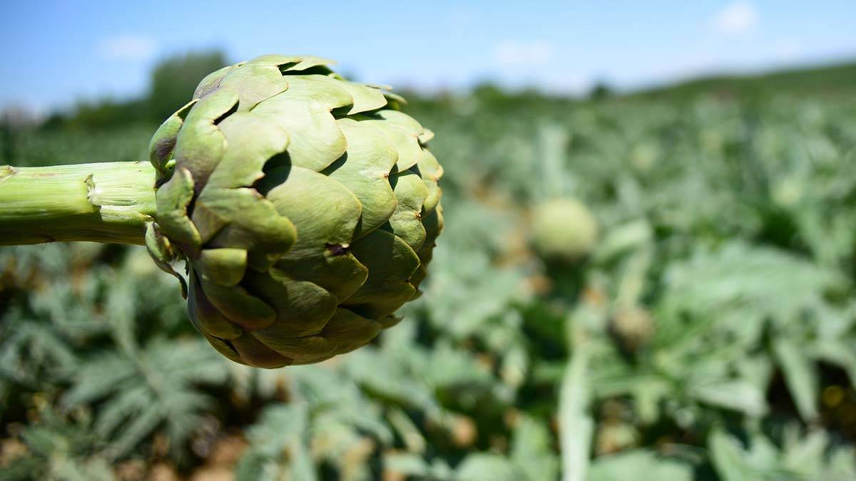 Coğrafi işaret tescilli enginar hasadı başladı
