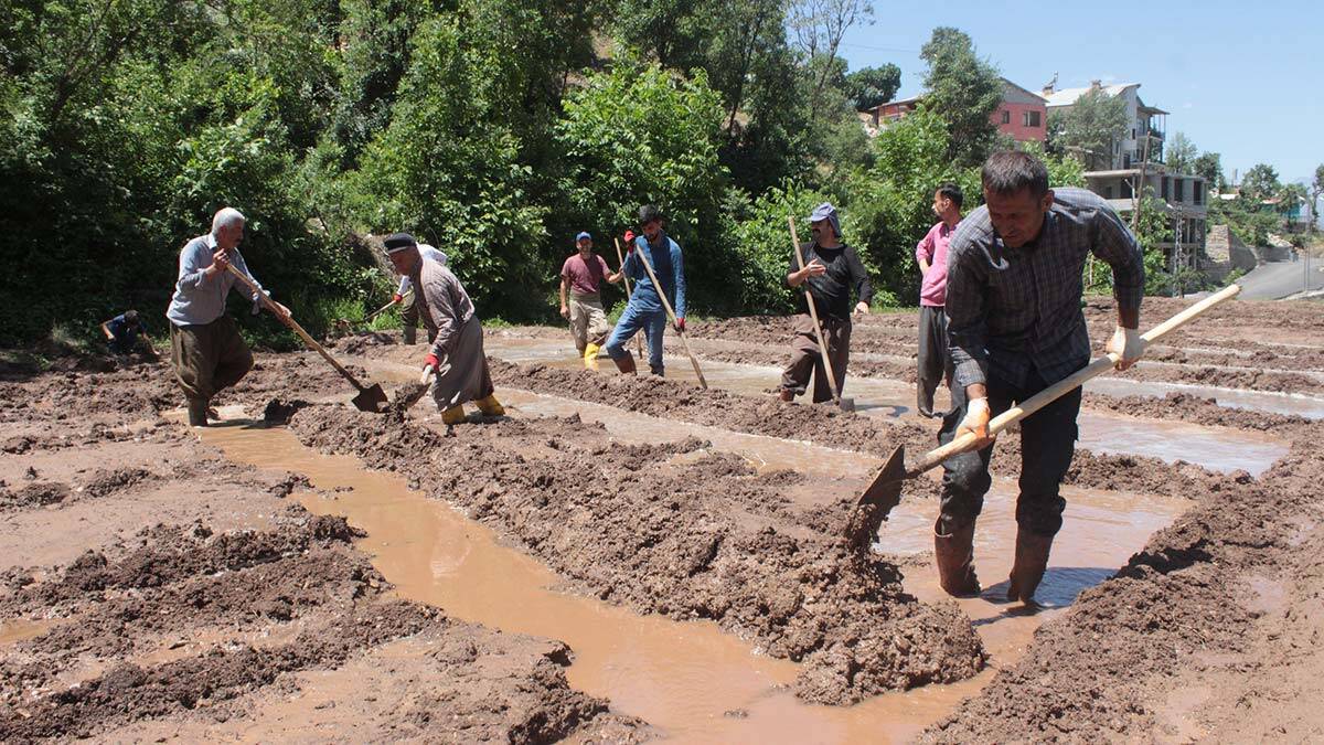Çiftçiler çeltik tarlalarını hazırladı
