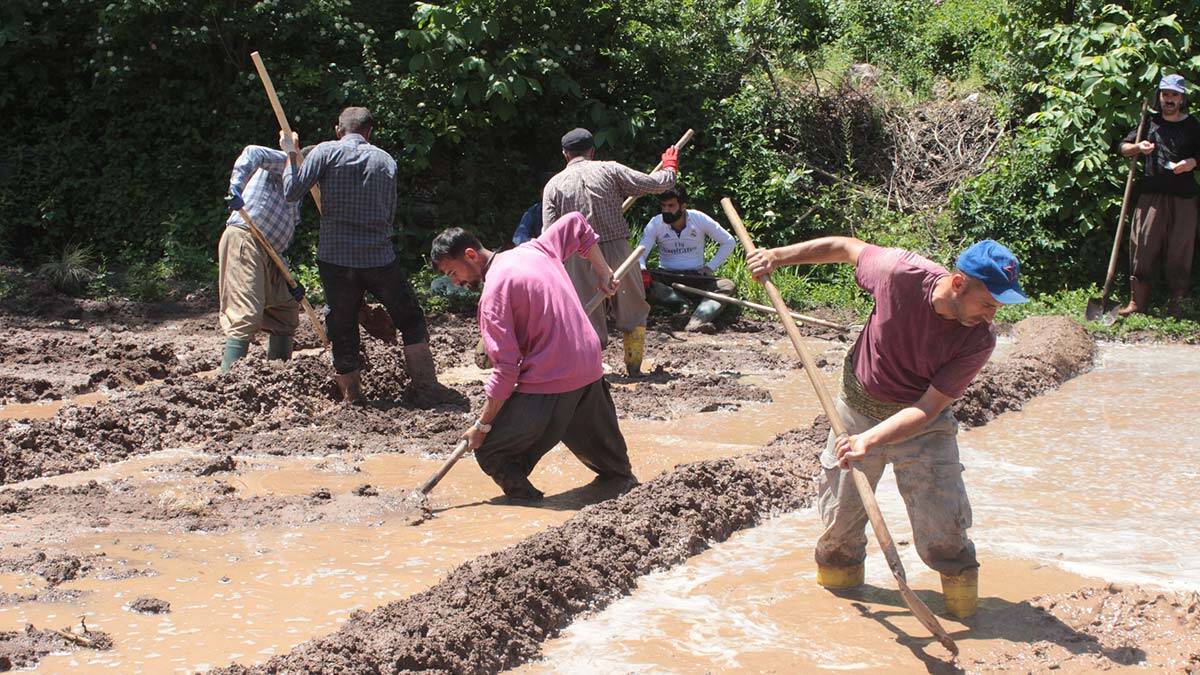 Çiftçiler çeltik tarlalarını hazırladı