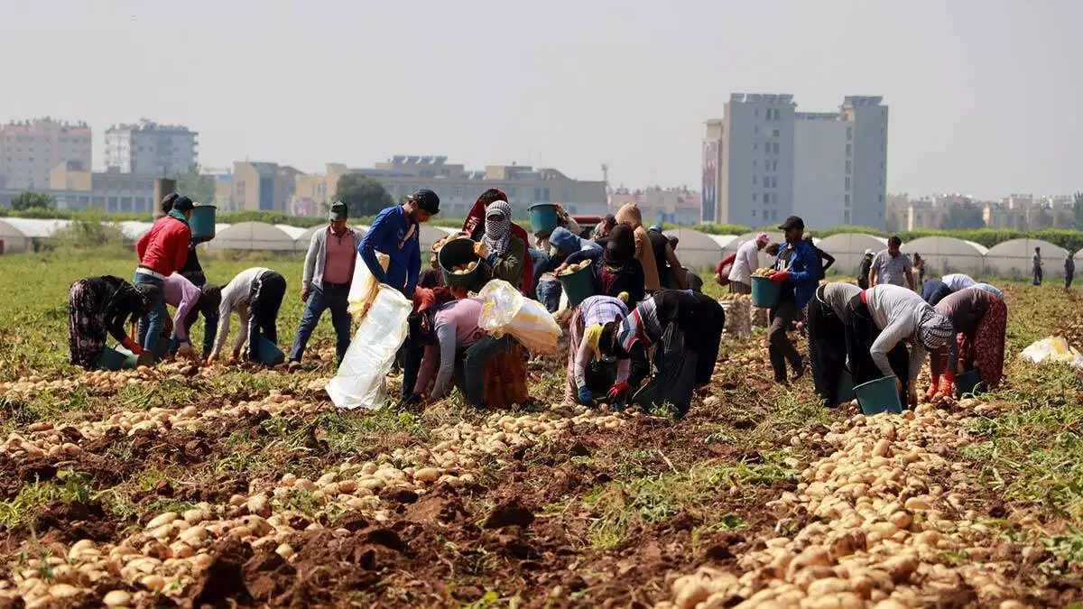 Tarım işçileri patates hasadına devam ediyor