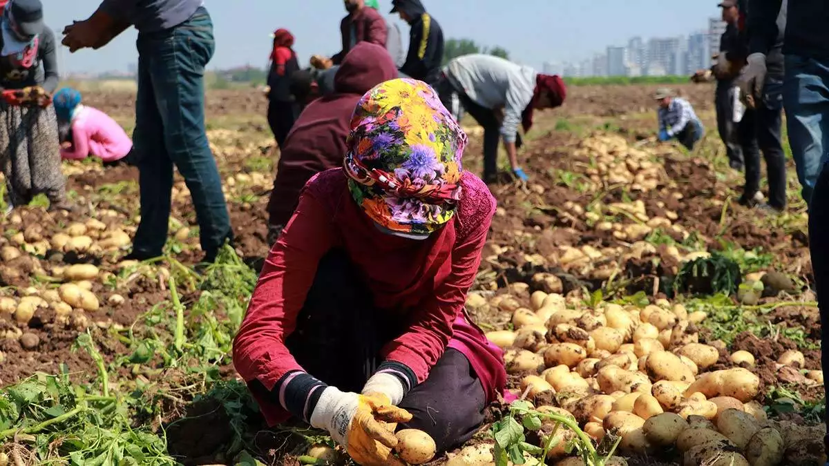 Adana’da sokağa çıkma kısıtlamadan muaf tarım işçileri, ramazan bayramı’nın 2’nci gününde sıcak havaya rağmen patates hasadına devam ediyor.