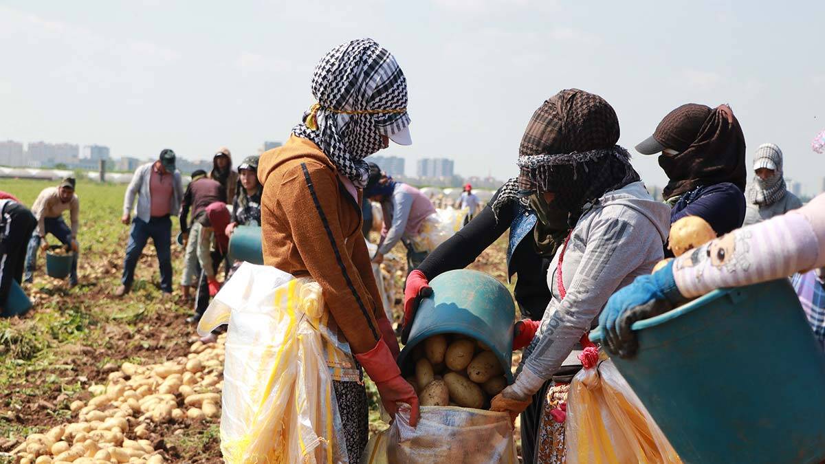 Tarım işçileri patates hasadına devam ediyor