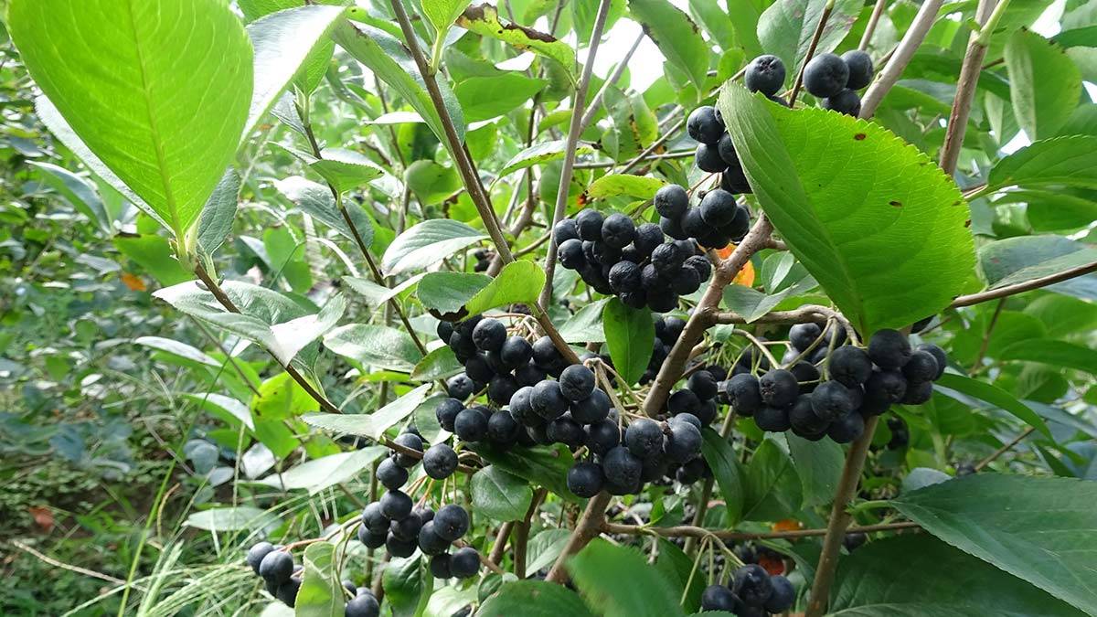 Aronya meyvesinin deneme üretimleri tamamlandı