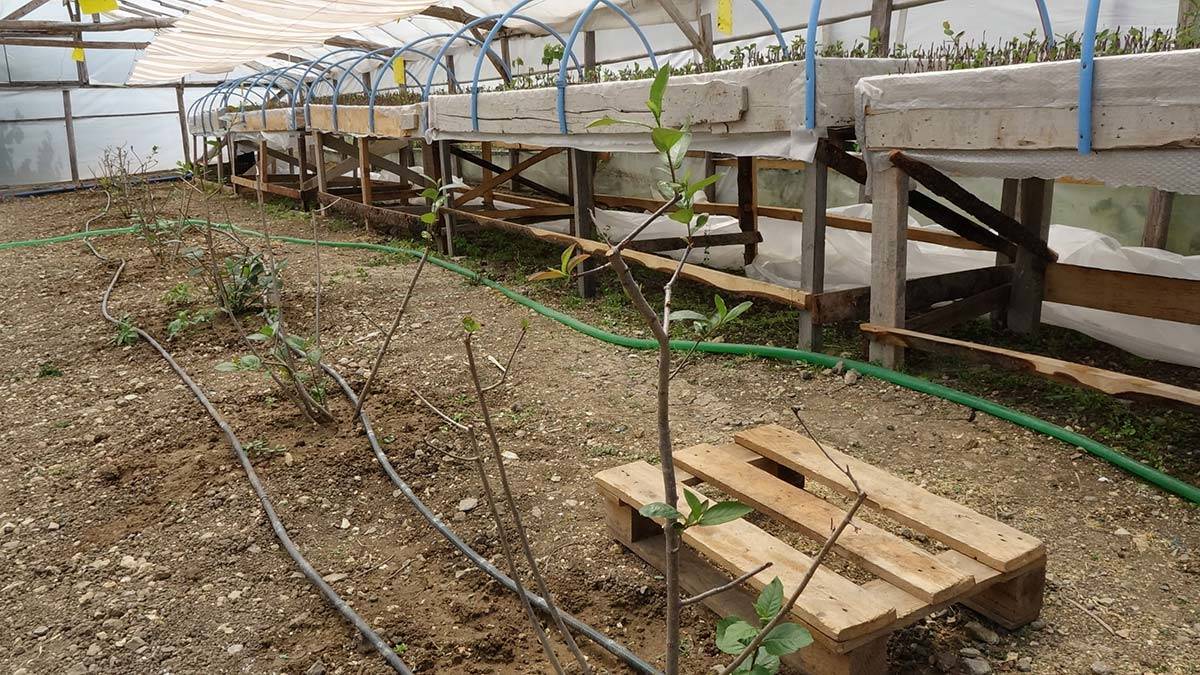 Aronya meyvesinin deneme üretimleri tamamlandı