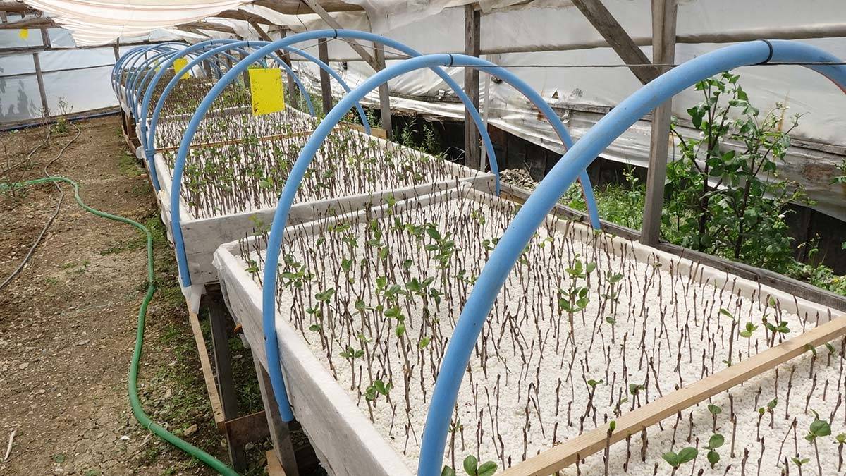 Trabzon’da halk arasında 'süper meyve' olarak bilinen ve ana vatanı Kuzey Amerika olan aronya meyvesinin 3 yıl süren deneme üretimleri başarıyla tamamlandı.