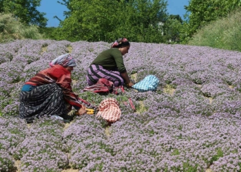 Antimikrobiyal yayla kekiği üretimi artırılıyor