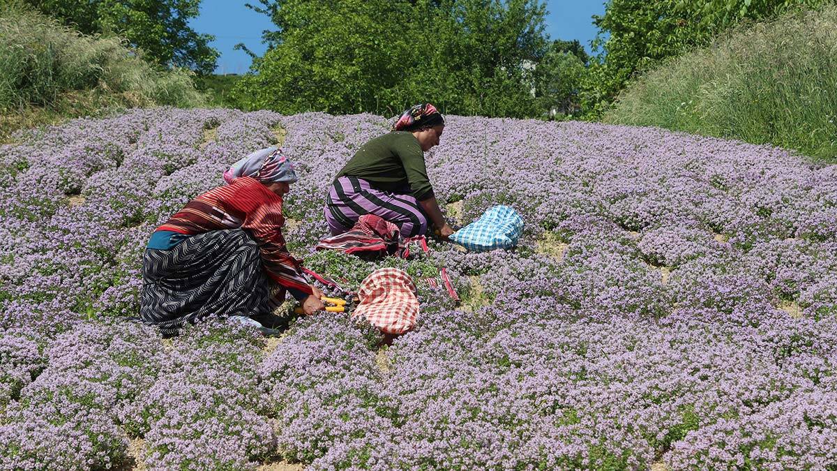 Antimikrobiyal yayla kekiği üretimi artırılıyor