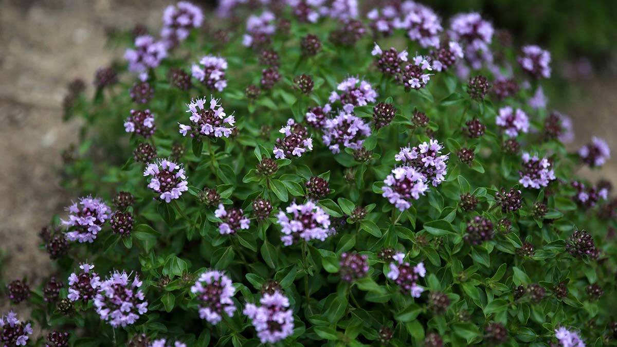 Antimikrobiyal yayla kekiği üretimi artırılıyor
