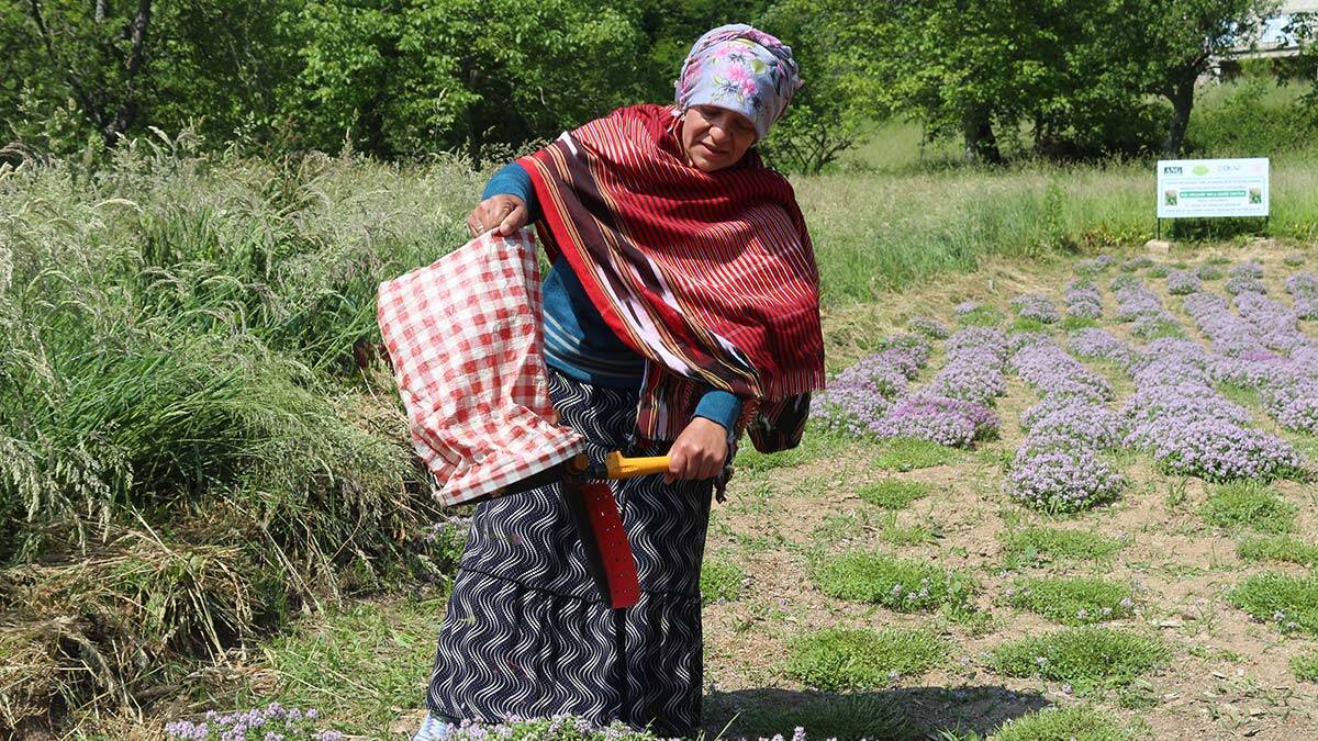 İlaç, gıda ve kozmetik sektöründe kullanılan 40 tıbbi ve aromatik özelliği bulunan antimikrobiyal içeren yayla kekiği üretimi artırılıyor.