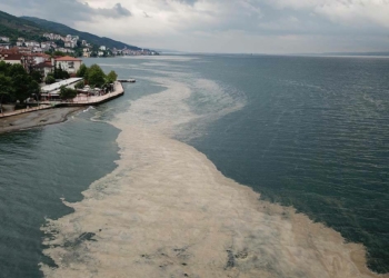 Deniz salyası İzmit Körfezi'ne geri döndü