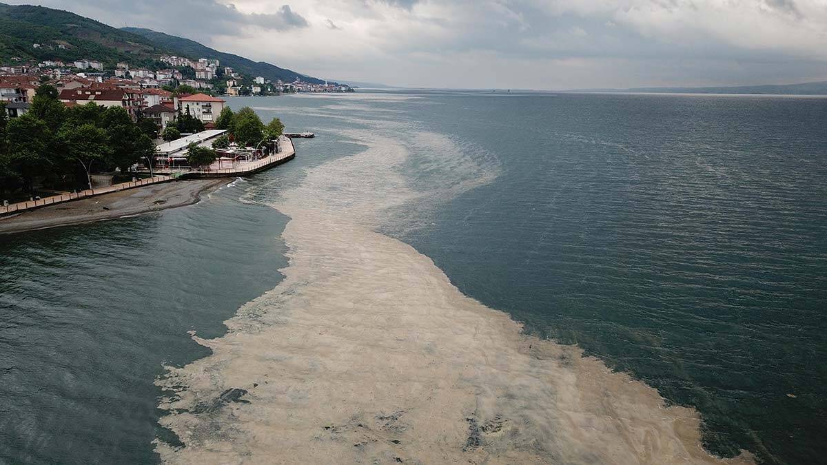 Deniz salyası İzmit Körfezi'ne geri döndü