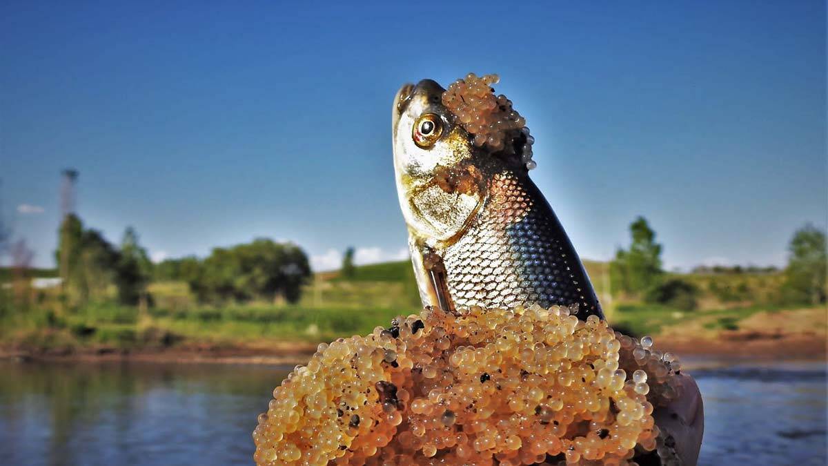İnci kefallerinin bıraktığı yumurtaları görüntüledi