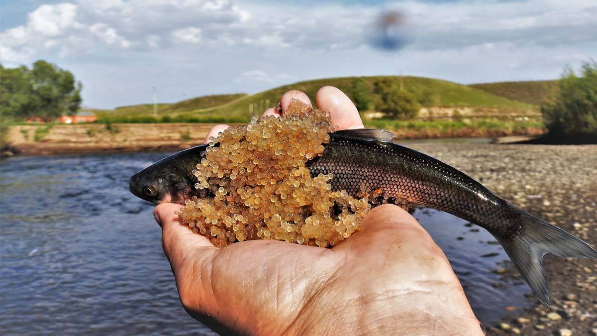 Dünyada sadece Van Gölü'nde yaşayan inci kefalinin üreme yolculuğu devam ederken, doğa fotoğrafçısı inci kefallerinin bıraktığı yumurtaları çekti.