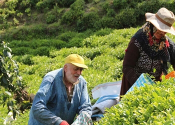 Yaş çay tarımında hasat sezonu