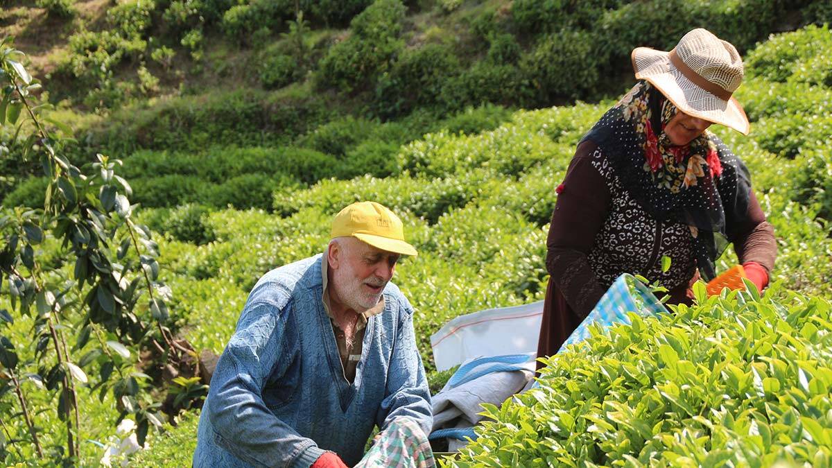 Yaş çay tarımında hasat sezonu