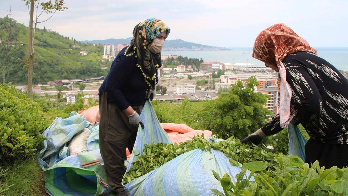 Doğu Karadeniz Bölgesi'nde 4 ilde yapılan yaş çay tarımında hasat sezonu başladı.
