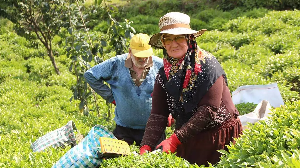 Yaş çay tarımında hasat sezonu
