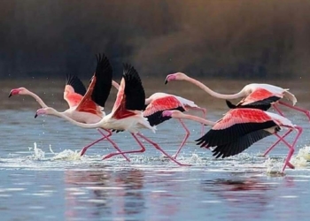 Flamingolar renkli görüntüler oluşturdu