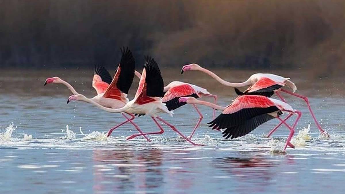 Flamingolar renkli görüntüler oluşturdu