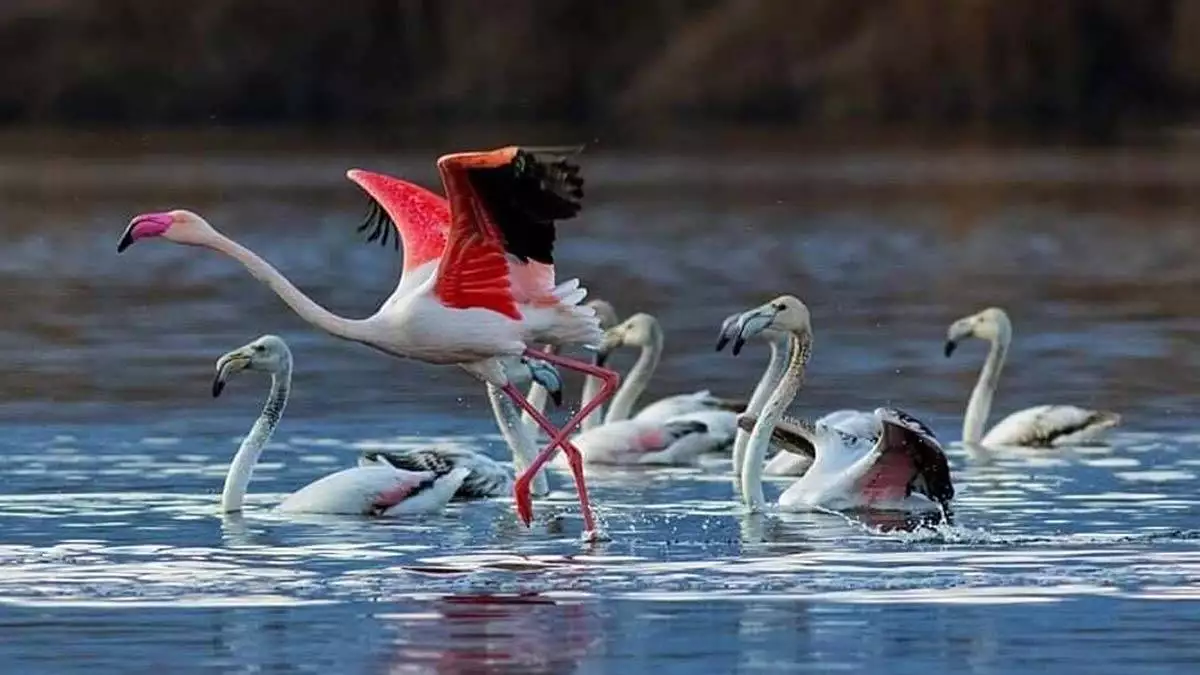 Flamingolar renkli görüntüler oluşturdu