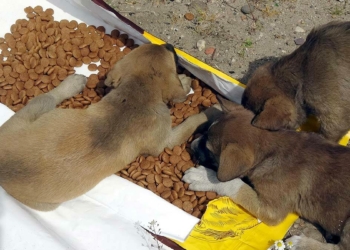 Edirne'de tam kapanmada hayvanları beslediler