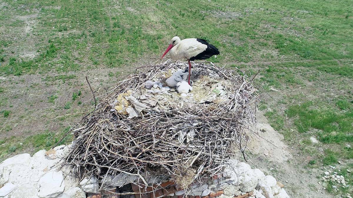 Tarihi yapılar leyleklerin yuvası oldu