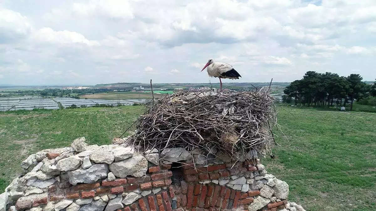 Edirne'de, osmanlı döneminde asker hastanesi olarak kullanılan tarihi yapılar leyleklerin yuvası haline geldi.