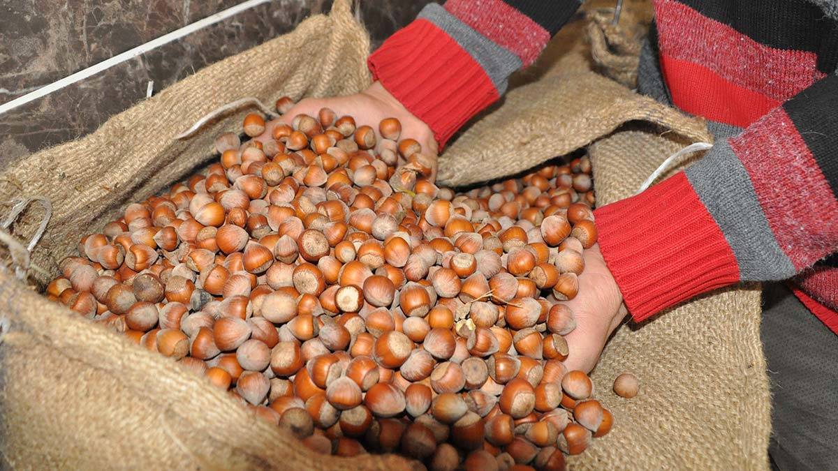 Fındık üreticisine 854 milyon TL destek