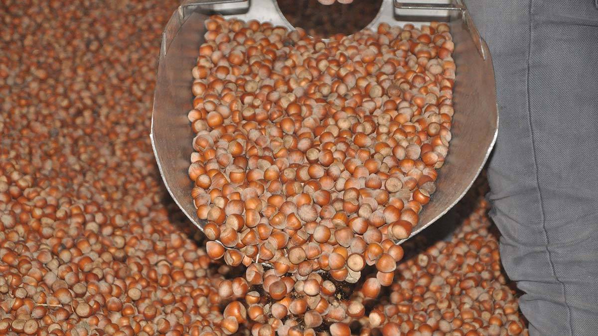 Fındık üreticisine 854 milyon TL destek