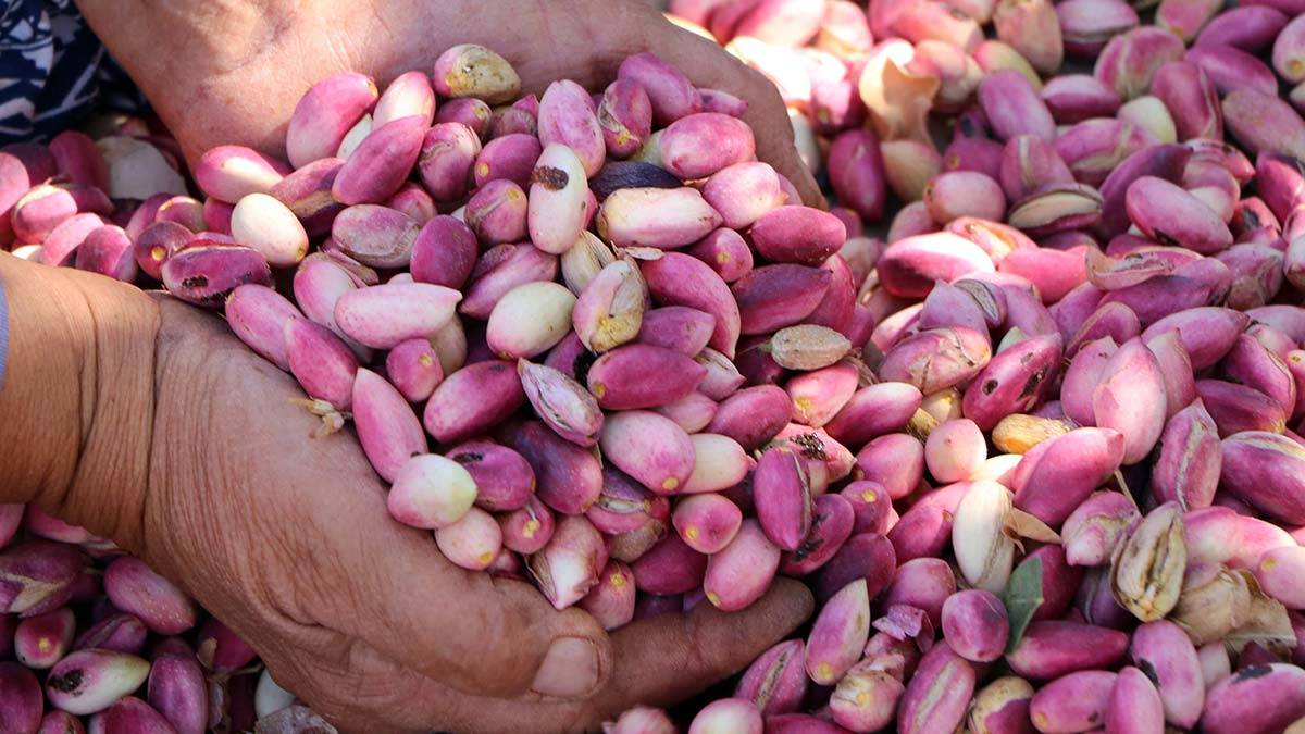 Antep fıstığı kuraklıktan nasibini aldı