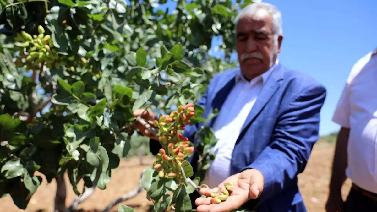 Antep fıstığı kuraklıktan nasibini aldı