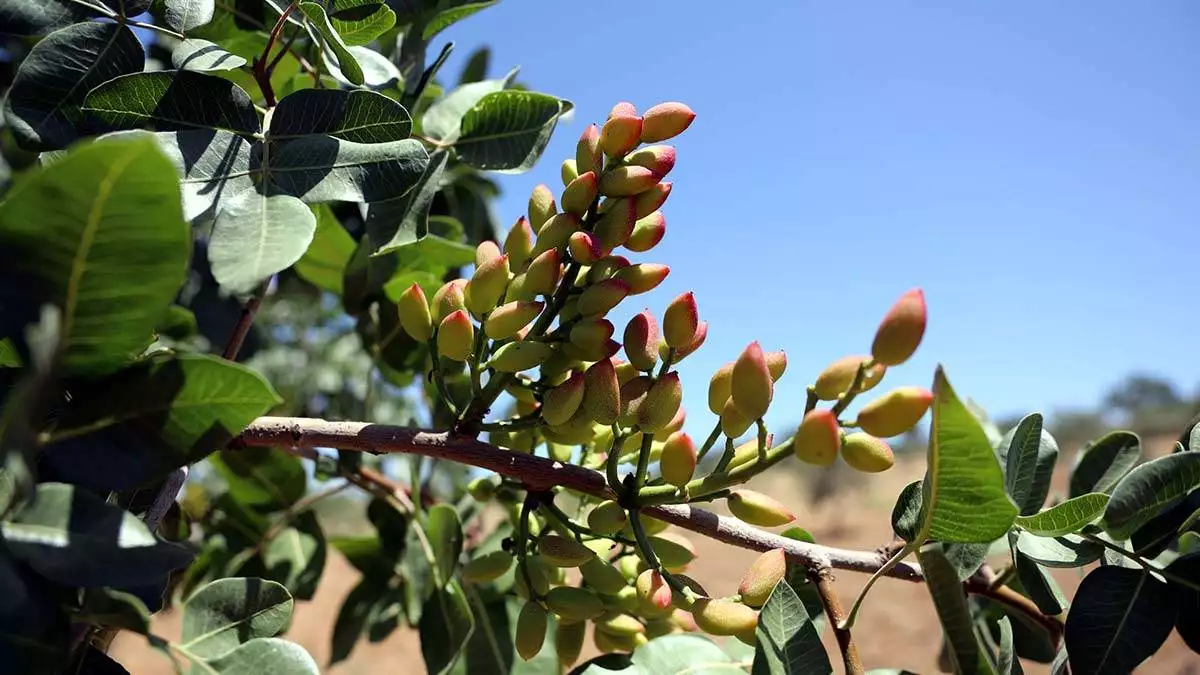 Güneydoğu'da, 'yeşil altın' olarak bilinen antep fıstığı kuraklıktan nasibini aldı. Antep fıstığı ağacının olduğu gaziantep'te fıstık üreticileri endişelendiriyor.