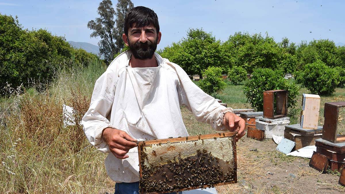 Yılın 10 ayını evlerinden uzakta geçiren gezgin arıcılar, Türkiye'de bölge bölge dolaşıyor.