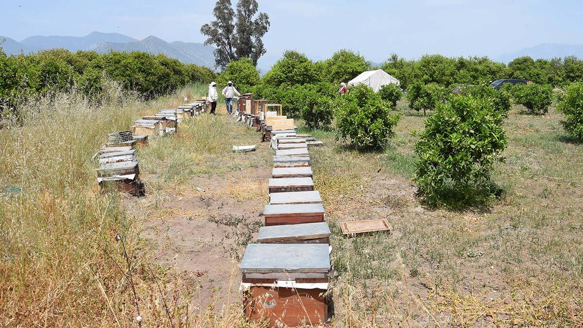 Gezgin arıcılardan geçiş üstünlüğü talebi