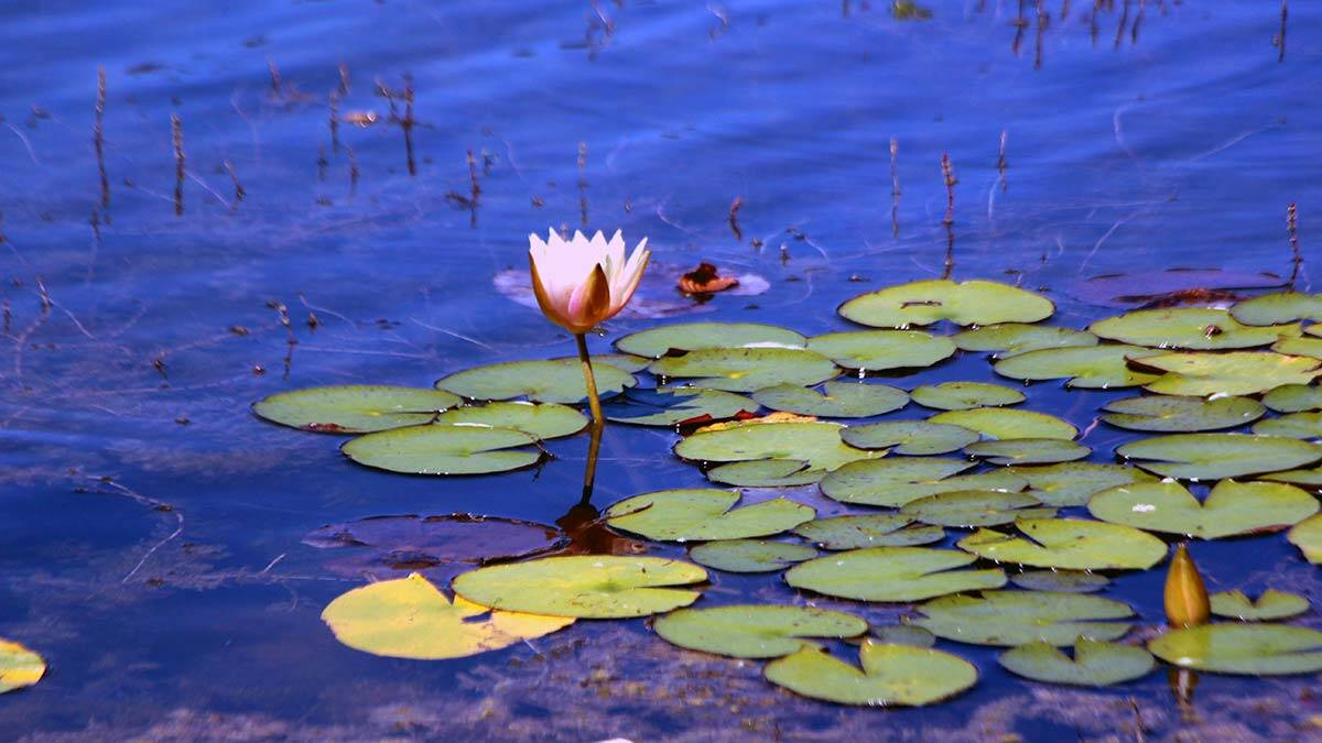 Abant'ta nilüferleri koparana 160 bin lira para cezası