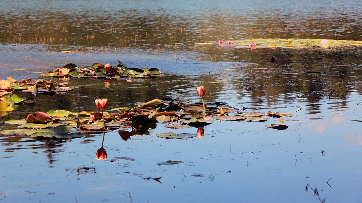 Abant'ta nilüferleri koparana 160 bin lira para cezası