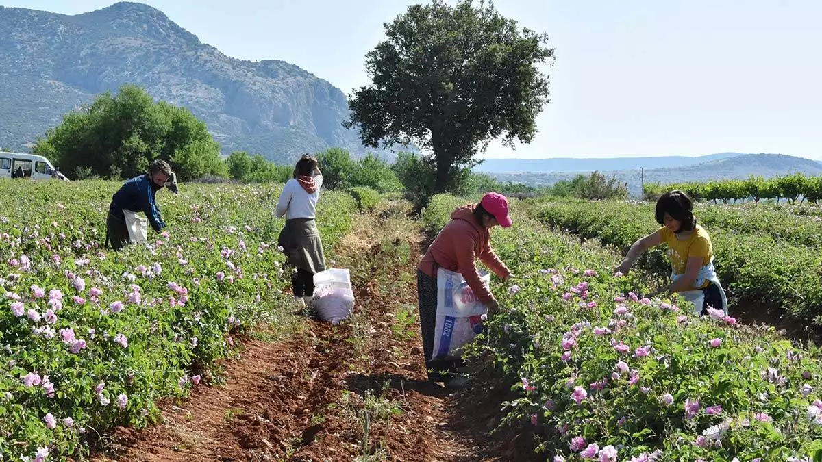 Türkiye'nin önemli gül çiçeği üretim merkezlerinden isparta'da hasat sezonu geçen yıl olduğu gibi bu yılda gül hasadı buruk geçiyor.