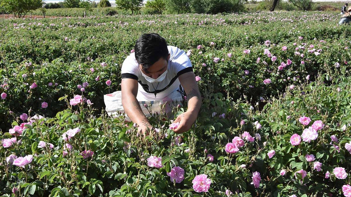 Gül hasadı buruk geçiyor