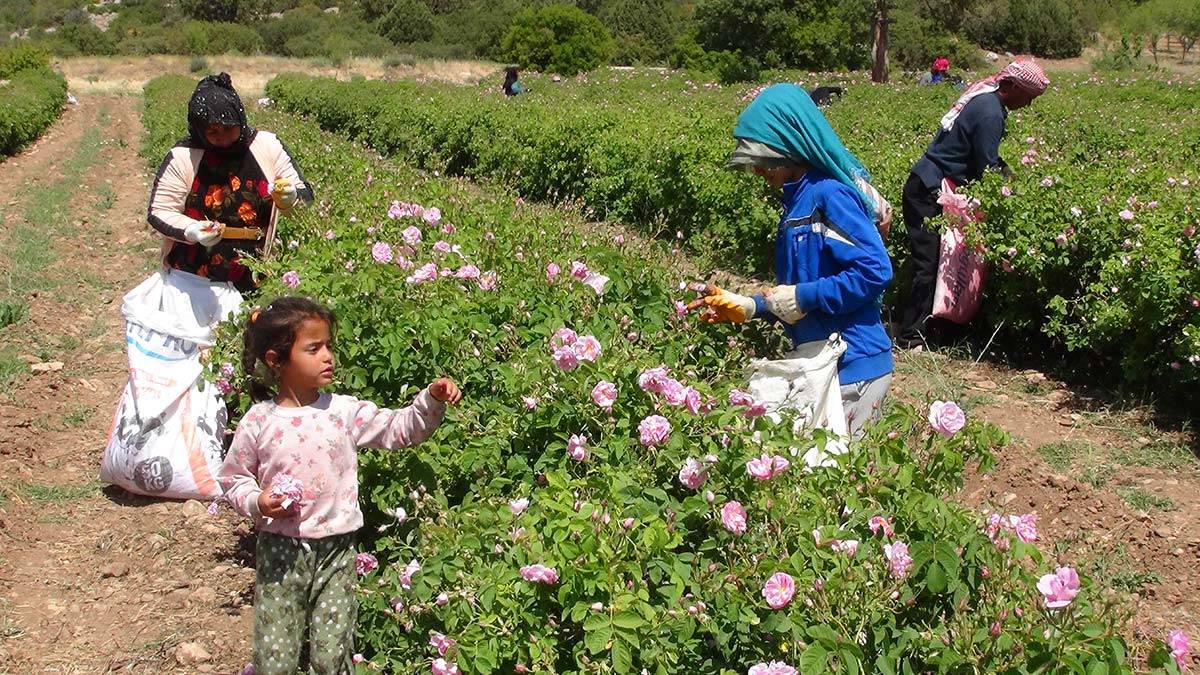 Gül yağının litresi 5-7 bin euro