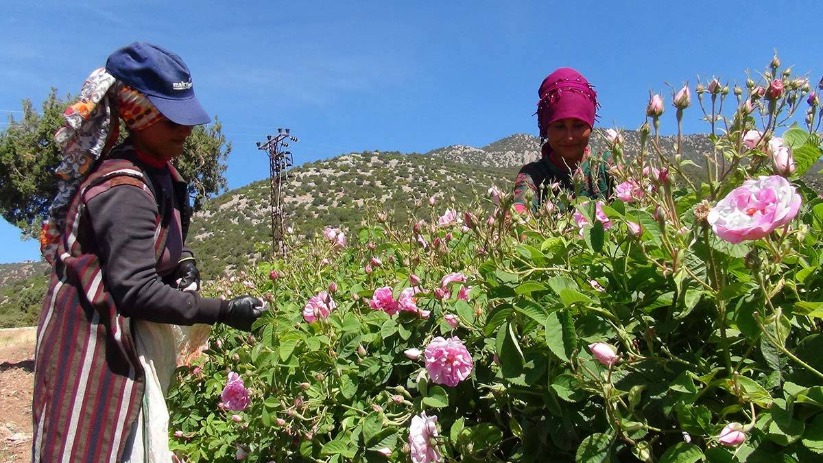Gül yağının litresi 5-7 bin euro