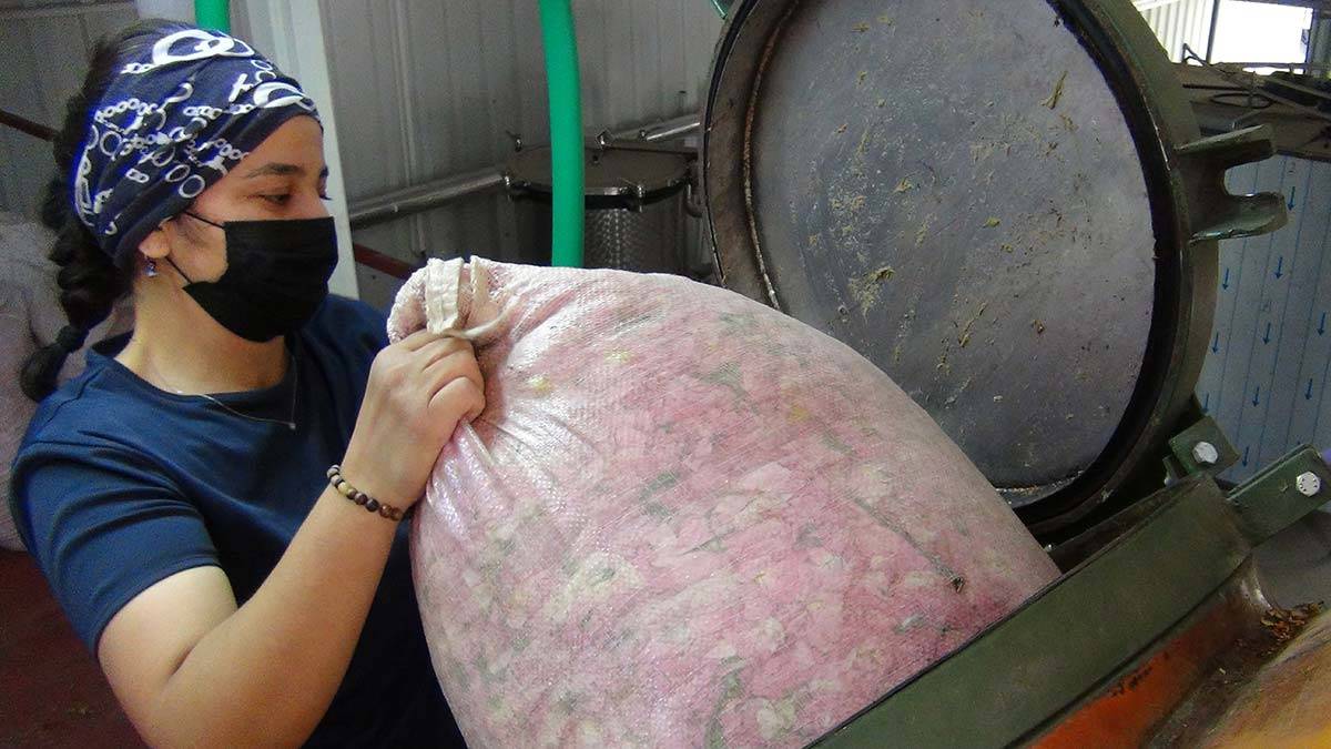 Burdur'daki Lisinia Doğa Proje Alanı'nda 140 dekar alanda dikilen gül fidesinden bu yıl 50 tona yakın rekolte bekleniyor. Gül yağının litresi 5-7 bin Euro'dan alıcı buluyor.