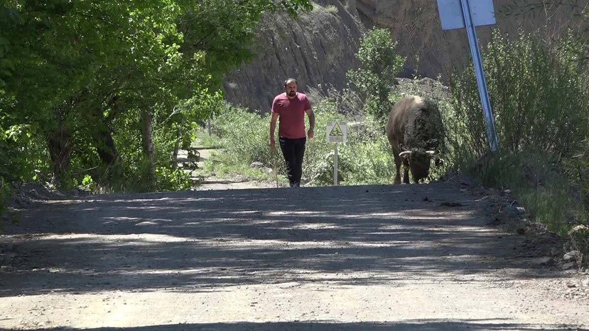 Boğasını güreşlere hazırlıyor