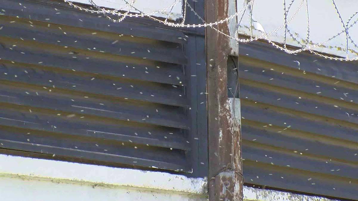 İlçede oturanlar, balkon kapıları ile pencerelerini açamazken, ilaçlamanın yetersiz olmasından şikayet etti.