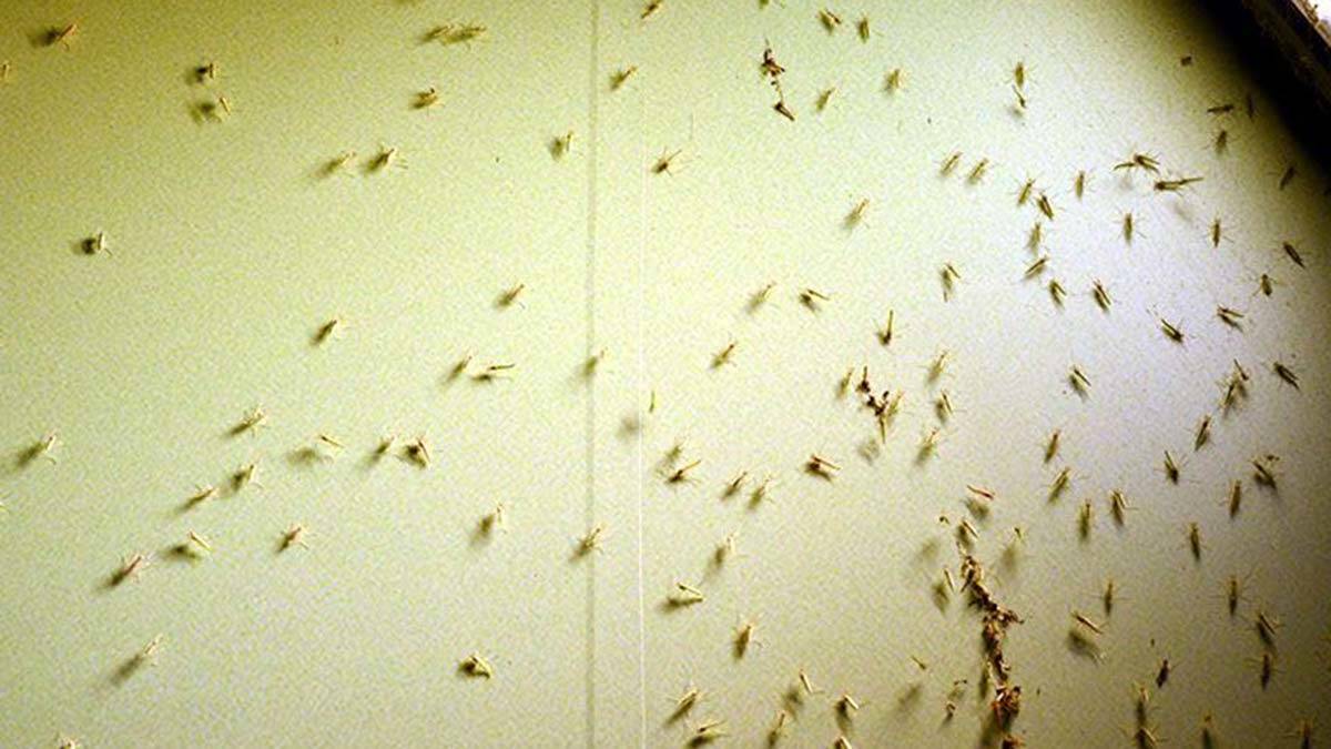 Kronomid sinekler yine ortaya çıktı