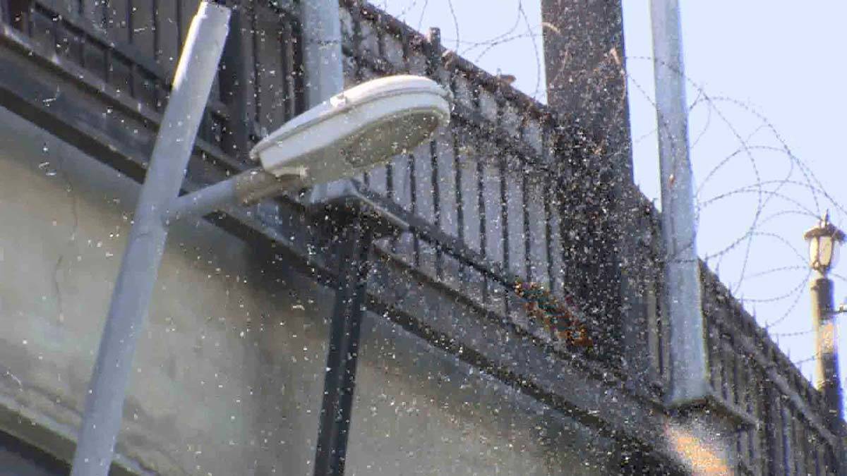 Büyükçekmece'de havaların ısınmasıyla birlikte 'göl sineği' olarak bilinen kronomid sinekler yine ortaya çıktı.