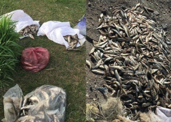 Kaçak 500 kilo inci kefali ele geçirildi