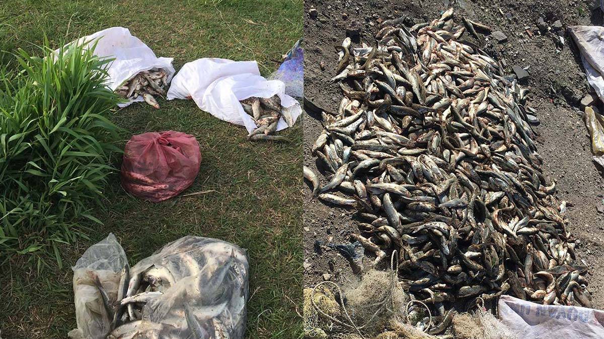 Kaçak 500 kilo inci kefali ele geçirildi