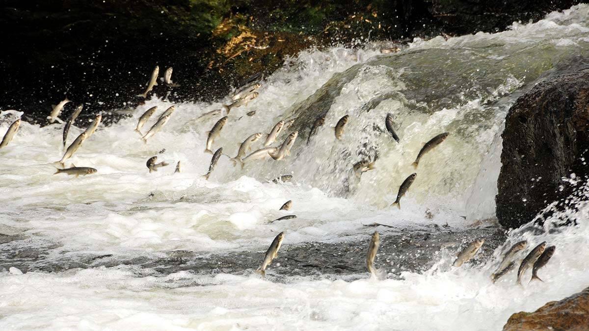 İnci kefali göç hazırlığında